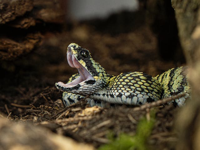 Vipera latastei
