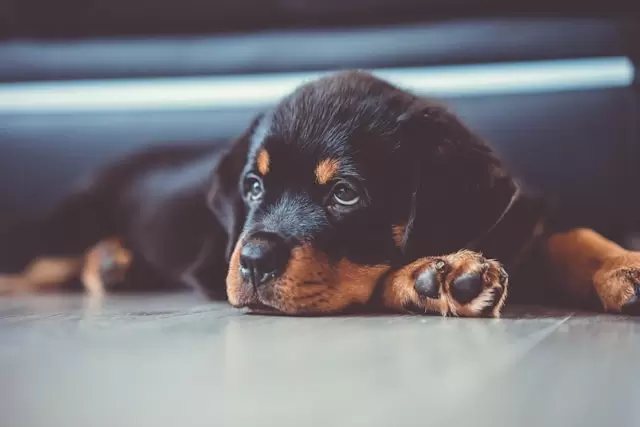 Voorbeeld van een PPP-hond in Spanje met gespierde bouw en brede kaak volgens de wettelijke definitie